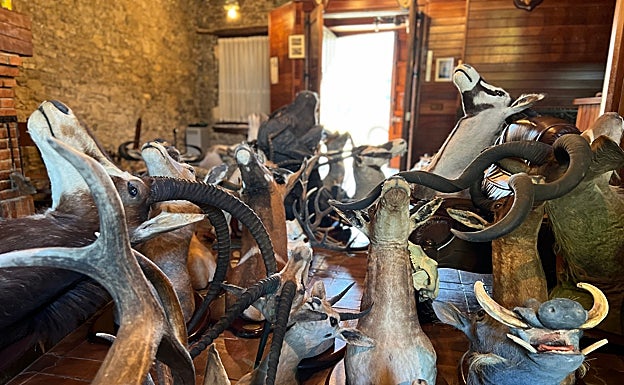 Cabezas y cornamentas de cérvidos y un facochero, abajo a la derecha, arrumbados a la espera de un traslado. 