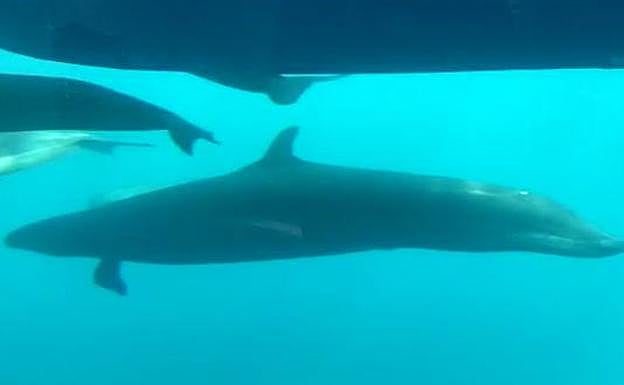 Un grupo de falsas orcas se da un festín de atún en el sur de Gran Canaria