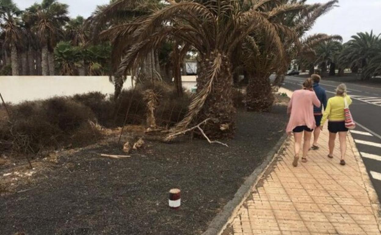 Zona ajardinada de Costa Teguise con cuidado deficiente. 