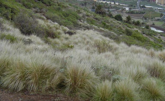 Imagen de plantas invasoras en Tenerife. 