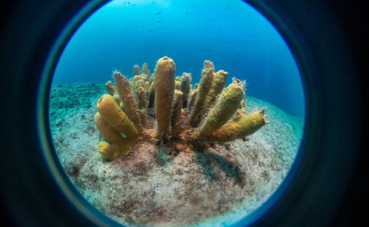 Esta foto de una verongia ganó el oro en la categoría temática. 