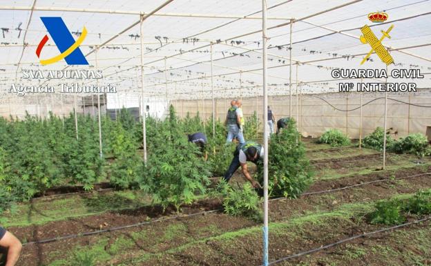Dos detenidos con 700 plantas de marihuana en invernaderos de Tenerife
