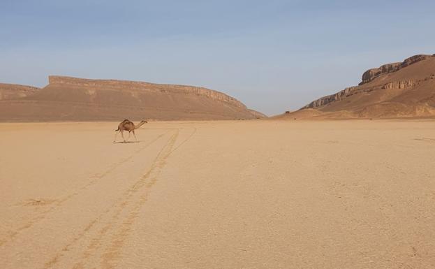 Las temperaturas del desierto del Sáhara, uno de los más difíciles contratiempos de la media maratón. 