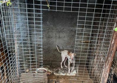 Imagen secundaria 1 - La finca de los horrores en Tenerife: un perro muerto y 32 hacinados