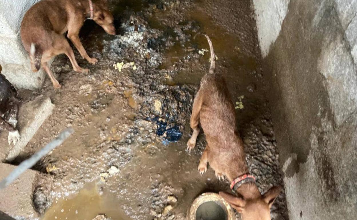 La finca de los horrores en Tenerife: un perro muerto y 32 hacinados