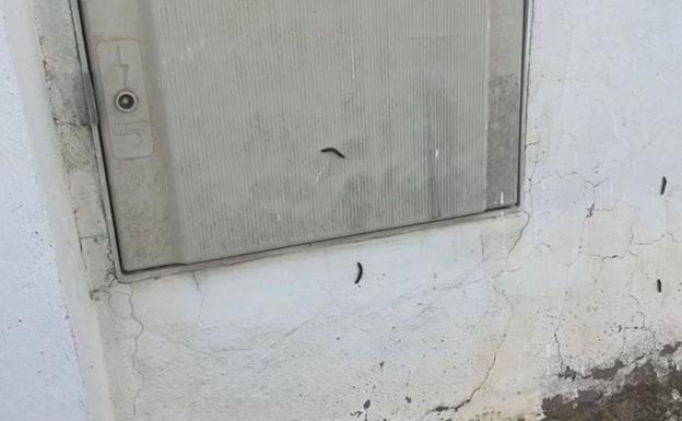 Imagen de los gusanos que estos días se ven en Santa Lucía.