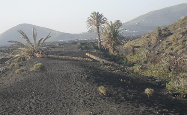 Atentan contra la palmera inclinada de Masdache, popular en Instagram