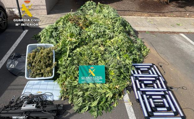 Desmantelan una plantación de marihuana en Guía de Isora
