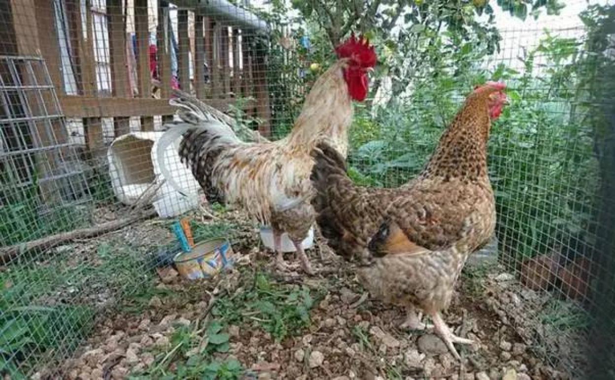 La gallina canaria, la cabra y el cabrito, con potencial para la alta cocina