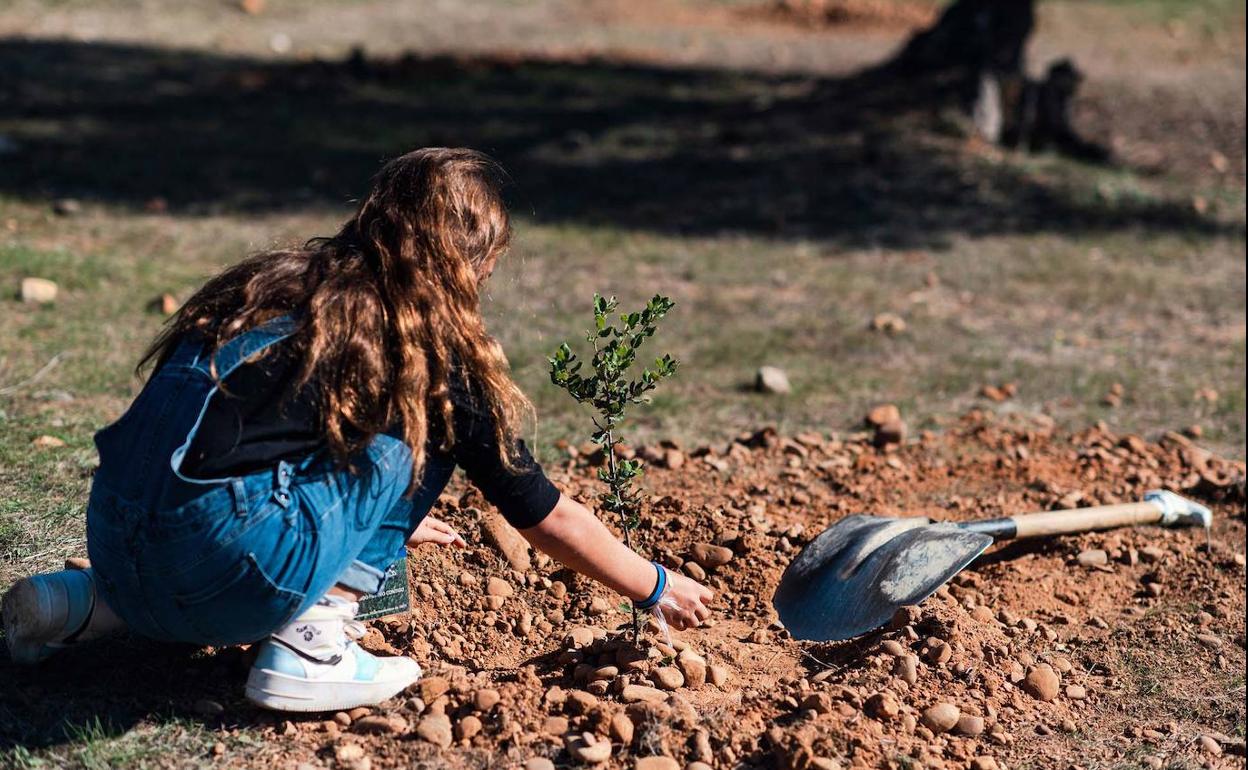 Fundación DinoSol y Chocolates Trapa organizan dos jornadas de reforestación