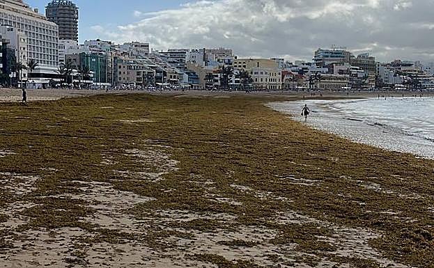 Vista de la concentración de algas pardas. 