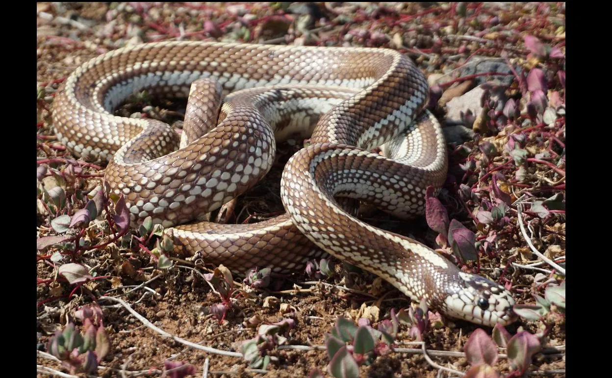 Un ejemplar de serpiente real de California reptando por la naturaleza en Gran Canaria. 