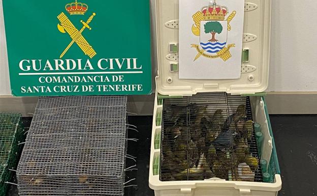 iImagen de algunas de las aves incautada por la Guardia Civil. 