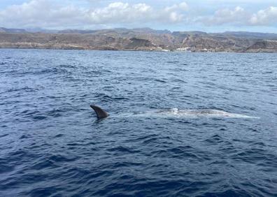 Imagen secundaria 1 - Otras fotos del animal muerto.