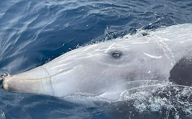 Imagen principal - Otras fotos del animal muerto.