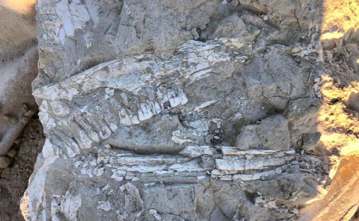 Un fósil de hipparion, antepasado del caballo actual. 