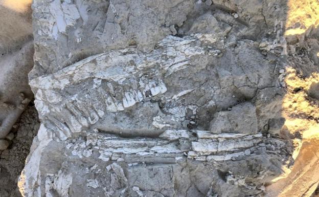 Un fósil de hipparion, antepasado del caballo actual. 
