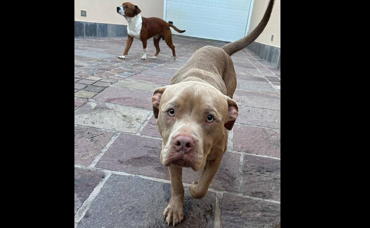 Los dos perros encontrados en la Carretera Los Hoyos. 