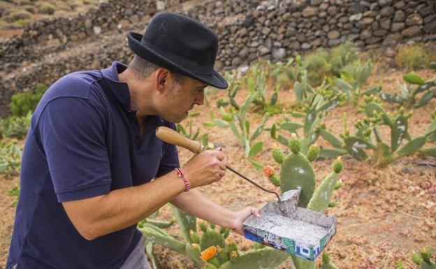 Lorenzo Pérez, gerente de Canaturex, recogiendo cochinilla en una finca de la isla. 