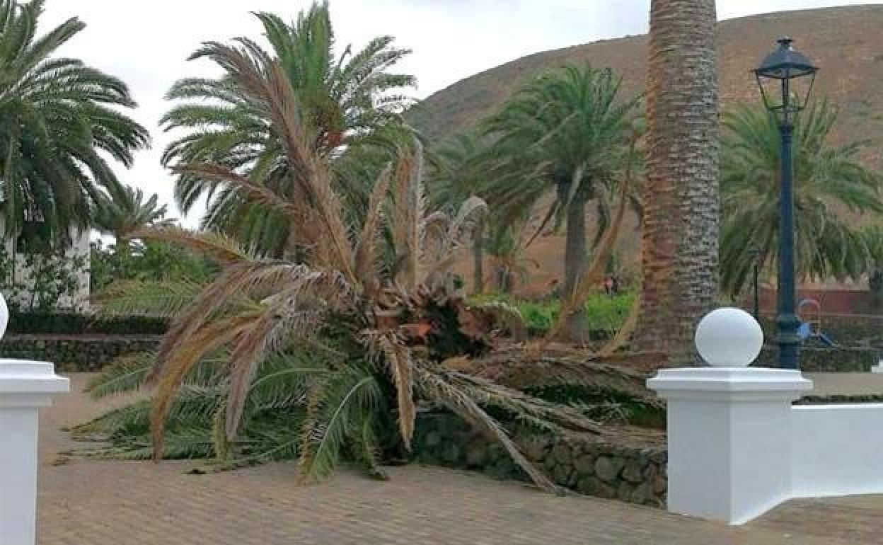 Palmeral en Yaiza, con ejemplar dañado. 