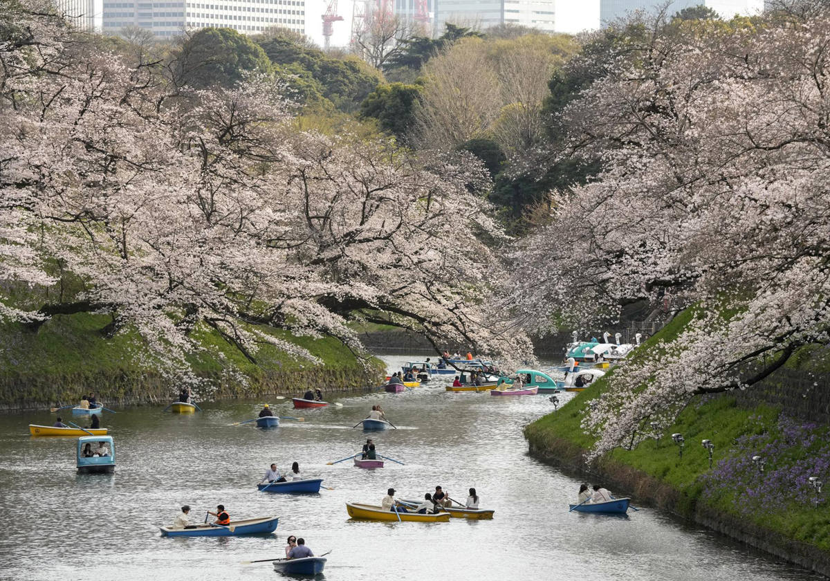 Japoneses disfrutan de un paseo en barca rodeados de sakuras o flores de cerezo en Tokio, Japón, donde las temperaturas alcanzaron casi los 24 grados.