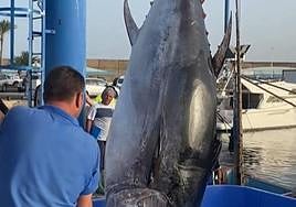 Imagen del ejemplar de 416 kilogramos pescado en Morrojable.