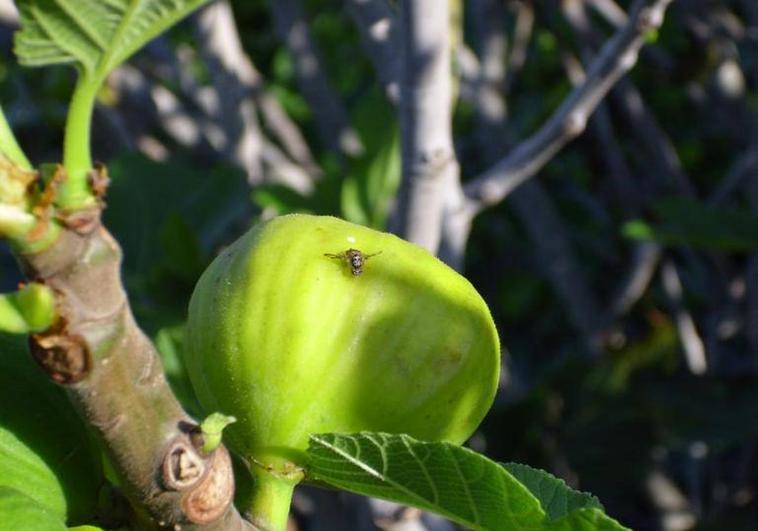 Se entregan trampas para erradicar la plaga de la 'mosca de la fruta'