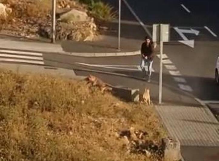 La Policía abate a tres perros para detener a un hombre en Tenerife