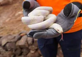Un operario del dispositivo de refuerzo enseña una serpiente capturada.