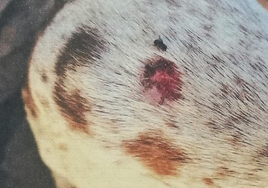 Heridas de uno de los animales.