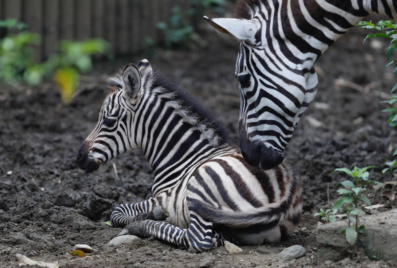 Fotografía de una cría de cebra recién nacida junto a su madre, en el zoológico de Cali (Colombia). La cebra nació el pasado sábado en perfectas condiciones de salud informaron los veterinarios del zoológico. 