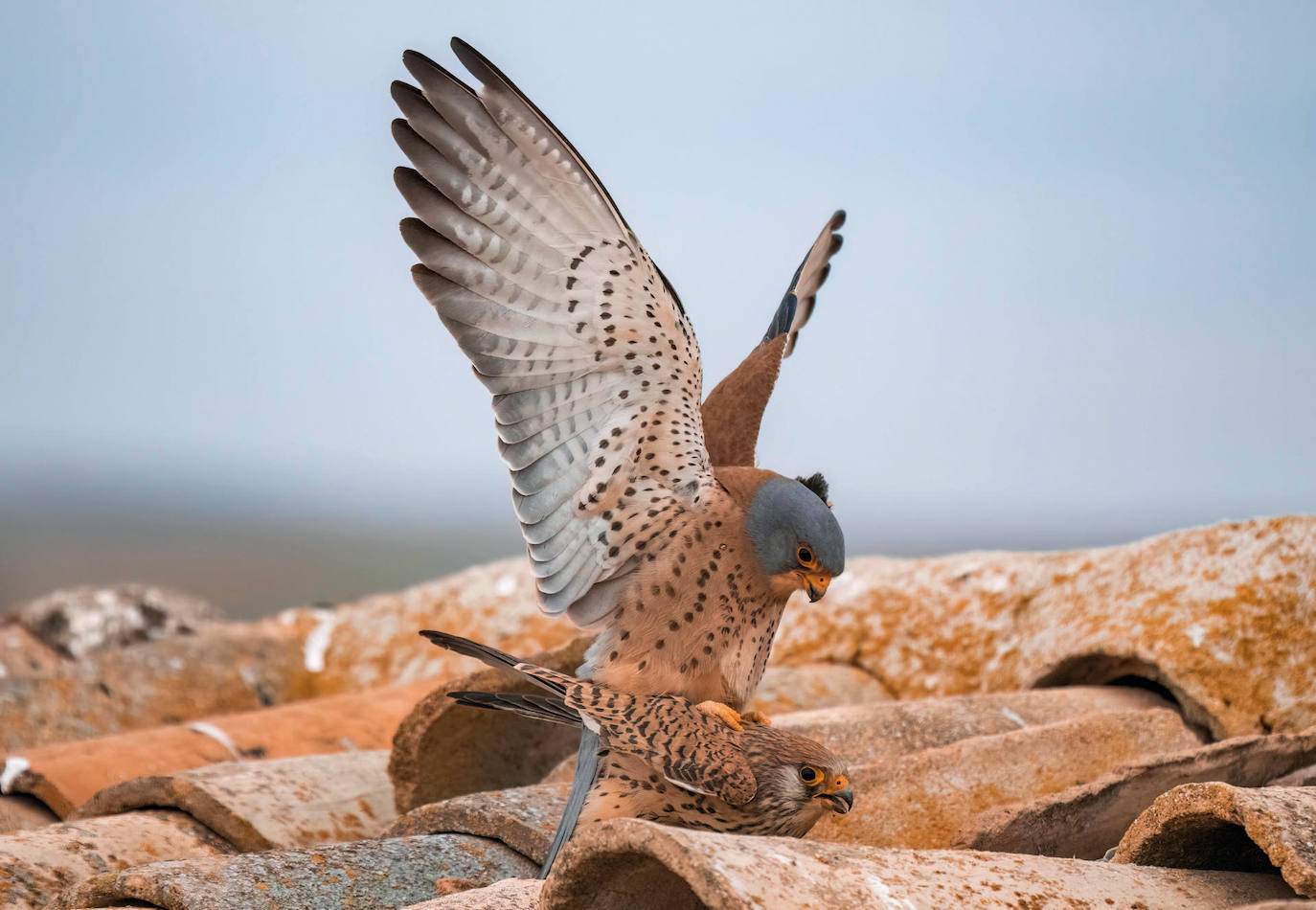 Cópula de una pareja de cernícalos primilla (Falco naumanni) la falcónida más pequeña de Europa, por debajo de su pariente el cernícalo vulgar. Estas aves migratorias llegan en primavera (estivales) procedentes del continente africano para reproducirse. Esta especie presenta un acusado declive, está catalogada como «vulnerable» en el libro Rojo de las Aves de España, ya que presenta una gran pérdida de hábitat y ve mermadas sus fuentes de alimentación por diversas técnicas agrícolas como el uso de pesticidas, plaguicidas etc... El próximo mes de mayo se celebra el día mundial de las aves migratorias, de la que los cernícalos primilla son un claro ejemplo.