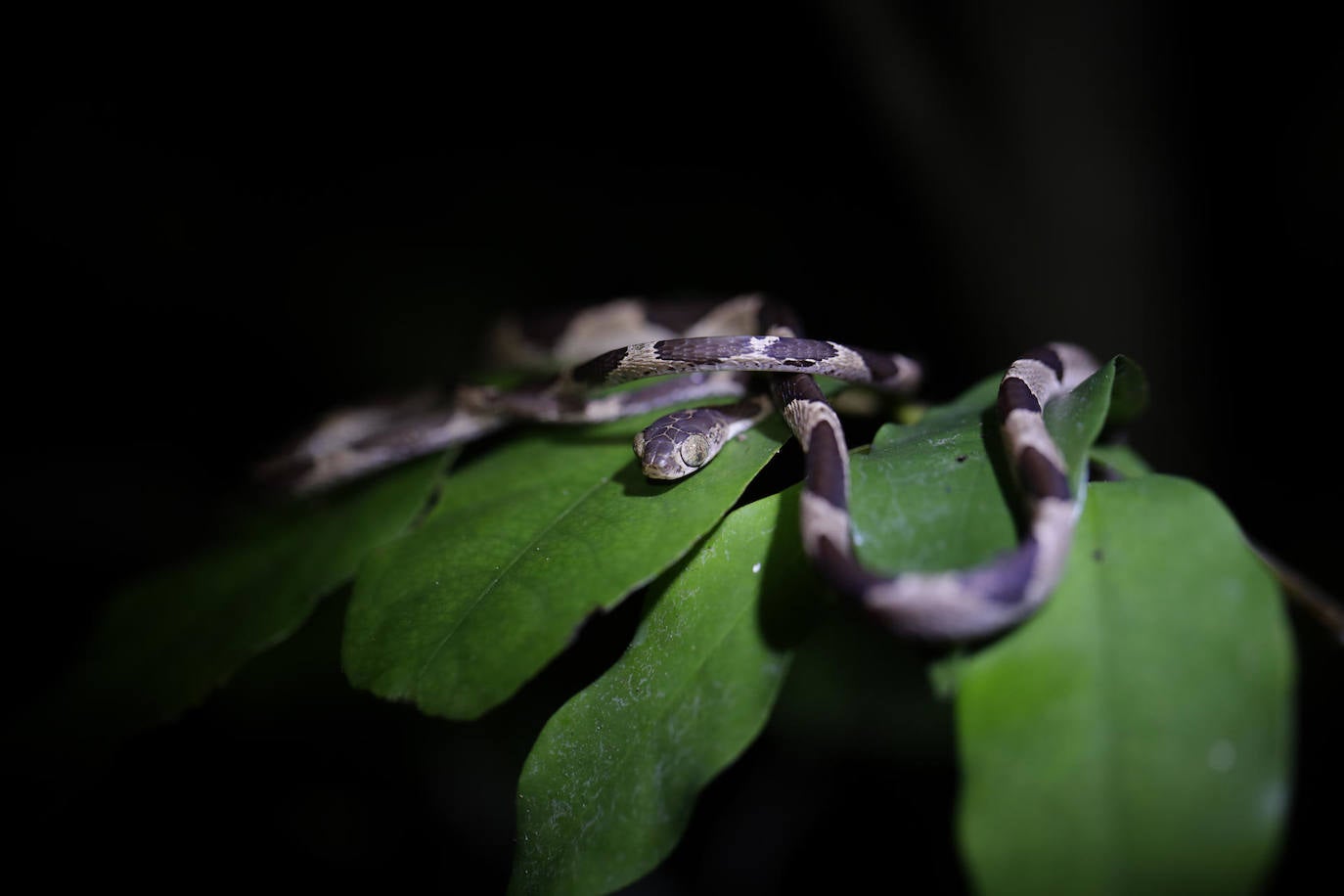 Una bejuquilla cabezona (Imantodes cenchoa) es vista en la reserva de Chuchantí, en Darién (Panamá). En el área de reserva hay más de 40 cámaras trampa, veinte en el dosel - la capa de ramas y hojas formada por las copas de árboles vecinos - y las otras en el sotobosque - la variedad de vegetación que crece en las zonas más cercanas al suelo-. La idea es recoger data que permita entender «la dinámica» de este bosque neotropical. 