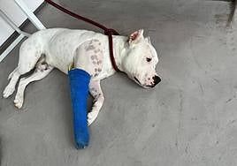 Imagen del animal, Thor, recuperándose de la lesión.