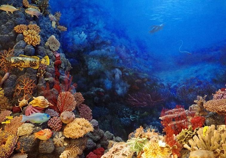 Los organismos diminutos dominarán los océanos debido a la acidificación