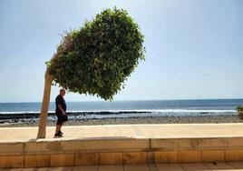 Un hombre se refugia del sol a la sombra de un árbol.