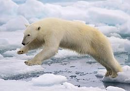 Oso polar saltando en la banquisa o hielo oceánico, al norte de las islas Svalbard, en Noruega.