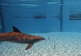 Loro Parque descubre que los delfines distinguen objetos que se diferencian en el grosor de un pelo