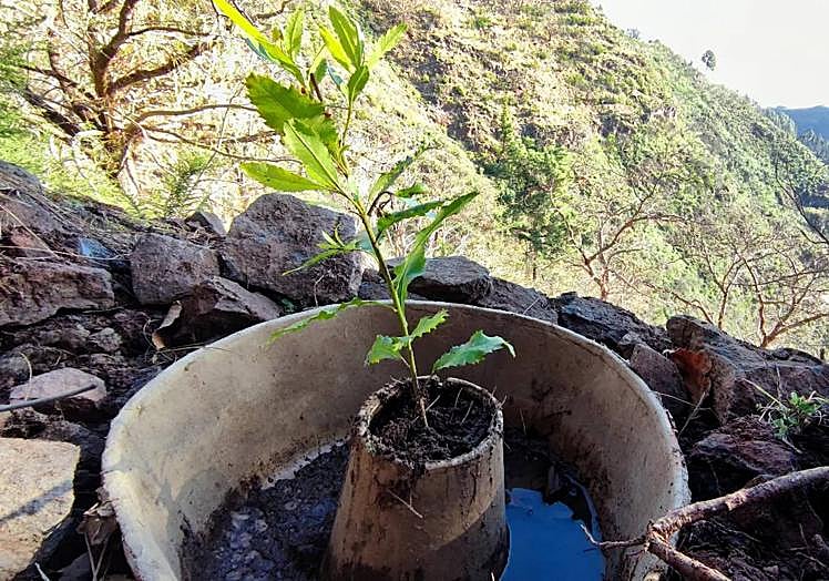 Uno de los cuatro sistemas de plantación-riego utilizados en el proyecto.