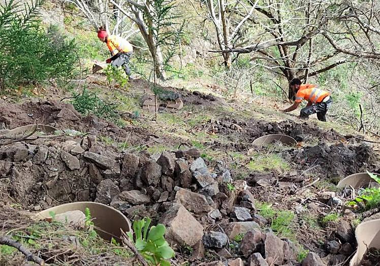 Trabajadores del proyecto cavan hoyos para la plantación de nuevos árboles.