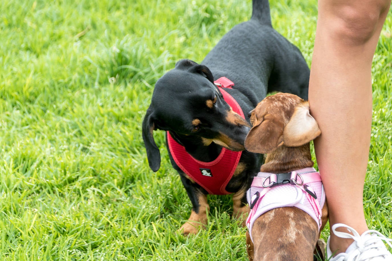 Nuevo encuentro de perros teckel en La Ballena