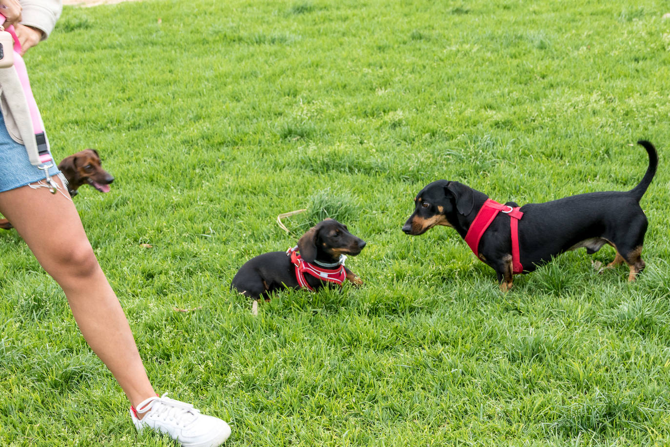 Nuevo encuentro de perros teckel en La Ballena