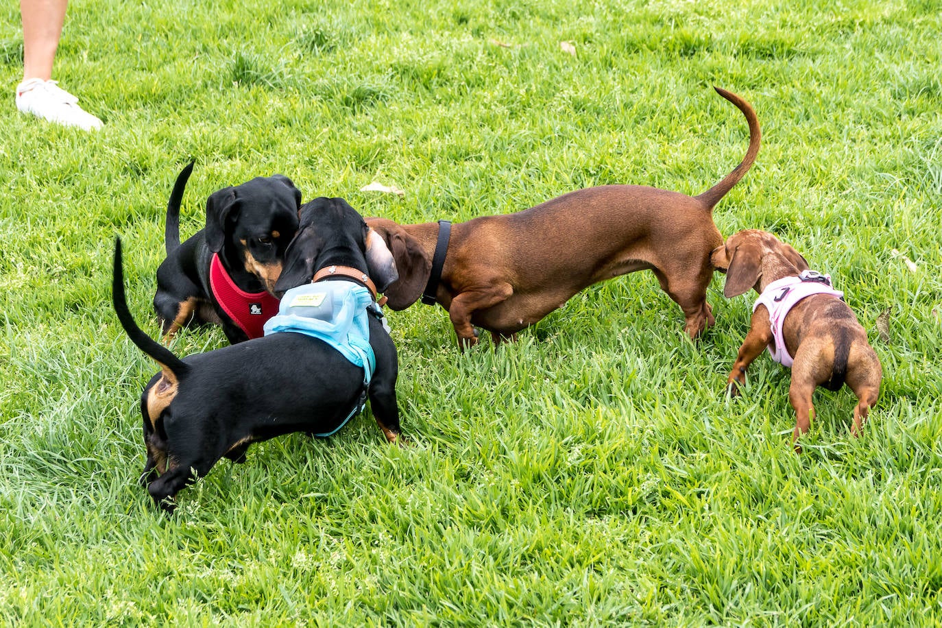 Nuevo encuentro de perros teckel en La Ballena