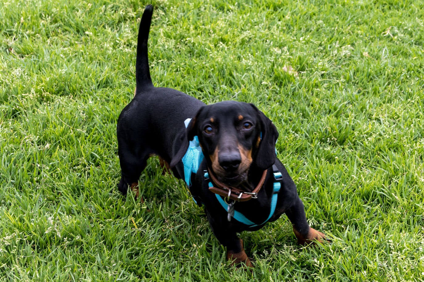 Nuevo encuentro de perros teckel en La Ballena