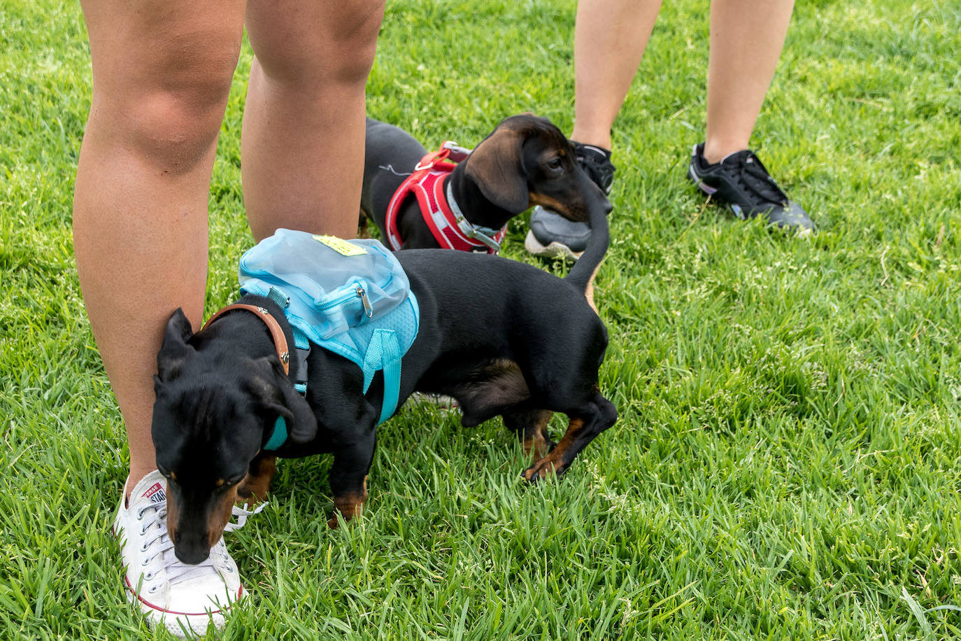 Nuevo encuentro de perros teckel en La Ballena