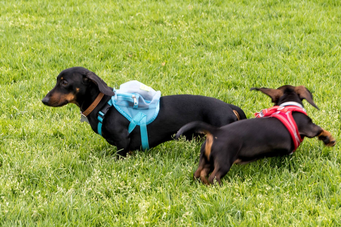 Nuevo encuentro de perros teckel en La Ballena