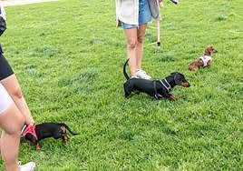 Nuevo encuentro de perros teckel en La Ballena