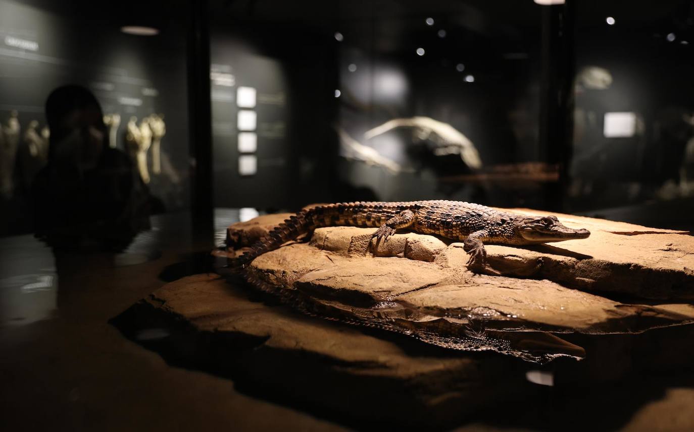 Una mujer mira a los jóvenes cocodrilos del Nilo (Crocodylus niloticus) en un acuario dentro del Dubai Crocodile Park en el emirato del Golfo de Dubai, Emiratos Árabes Unidos. El nuevo Dubai Crocodile Park, será el hogar de 250 cocodrilos del Nilo de diferentes edades, también contendrá un museo de historia natural único en su tipo, un acuario temático de un lago africano y un gran paisaje al aire libre.