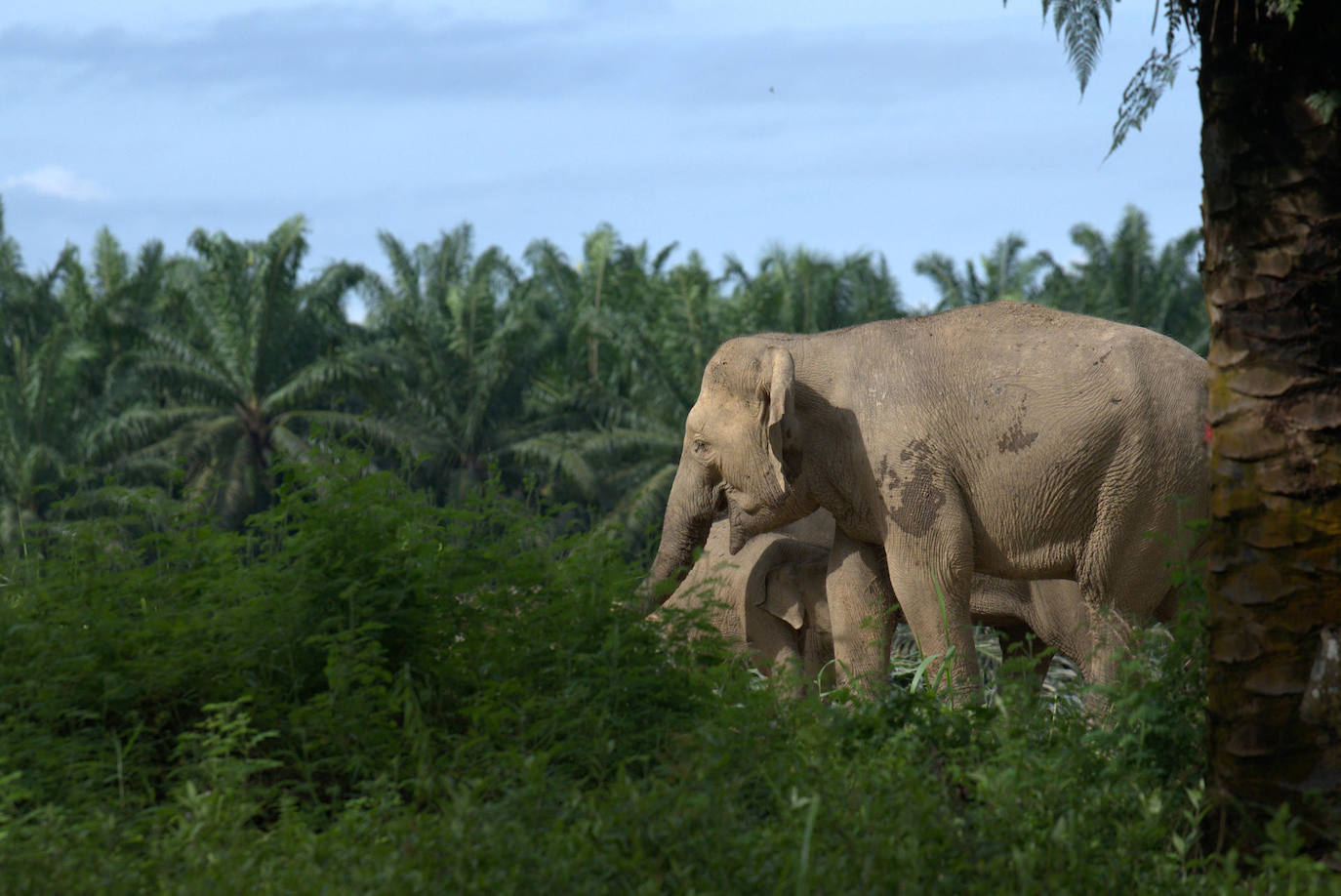 Fotografía donde se aprecian unos elefantes pigmeos asiáticos mientras caminan entre plantaciones de palmeras a orillas del río Kinabatangan en Malasia. El futuro de este animal depende de la protección de sus entornos frente al desarrollo.