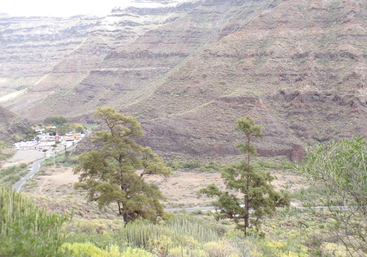 Ejemplares del barranco sureño entre cardones y tabaibas.